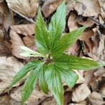 Cardamine enneaphyllos Leaf