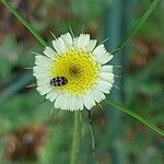 Tolpis umbellata Floare