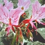 Pelargonium