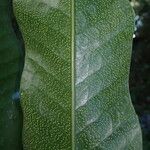 Microsorum punctatum Leaf