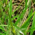 Monsonia angustifolia Hoja