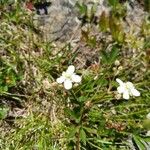 Moehringia lateriflora Květ