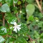 Impatiens bequaertii