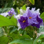Solanum wrightii Blüte