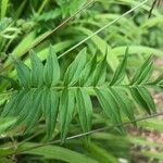 Polemonium caeruleum Leaf