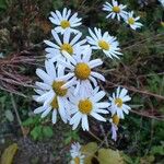 Chrysanthemum zawadzkii Fleur