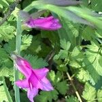 Gladiolus × byzantinus