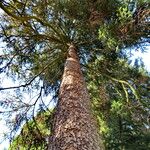 Abies nordmanniana Bark