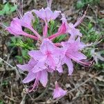 Rhododendron canescens Çiçek