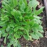 Rumex acetosa Blad