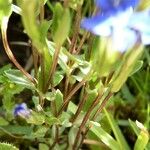 Gentiana nivalis Rhisgl