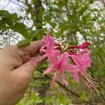 Rhododendron periclymenoides Цветок