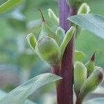 Digitalis ferruginea Rinde