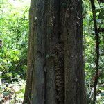 Hexalobus salicifolius Rinde