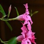 Mandevilla laxaFlower