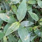 Tinantia pringlei Leaf