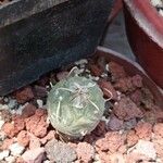 Turbinicarpus schmiedickeanus Листок