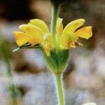 Phlomis lychnitisBlüte