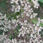 Eupatorium perfoliatumFlor