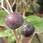 Aronia melanocarpa Gyümölcs