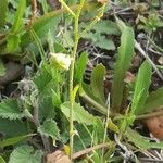 Bunias erucago Fruit