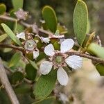 Leptospermum laevigatum Floare