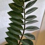 Zamioculcas zamiifoliaᱥᱟᱠᱟᱢ