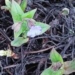 Pulmonaria angustifolia Flower
