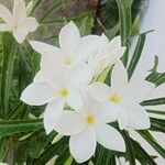 Plumeria pudicaFlor