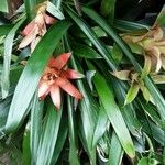 Guzmania lingulata 花