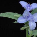 Tradescantia reverchonii Цвят