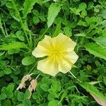 Oenothera triloba Λουλούδι