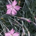 Dianthus kuschakewiczii Flower