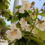 Catalpa bignonioidesफूल