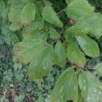 Parrotia persica Φύλλο