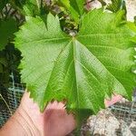 Vitis californica برگ