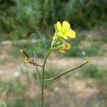 Diplotaxis muralis ഫലം