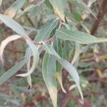 Salix triandra Foglia