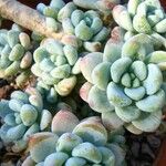 Sedum macdougallii