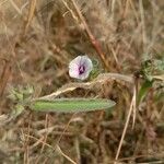 Ipomoea eriocarpa Flower