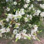 Melaleuca styphelioides Hoja