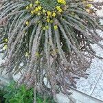 Euphorbia graciliramea फूल