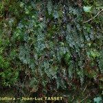 Hymenophyllum tunbrigense Blad