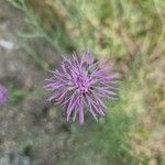 Centaurea stoebe Flor