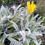 Gazania rigensKukka