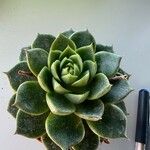 Echeveria purpusiorum Leaf