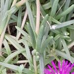 Delosperma cooperi Blatt