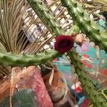 Huernia schneideriana Lorea