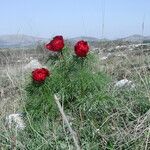 Paeonia tenuifolia Habitus