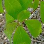 Cornus rugosa Foglia